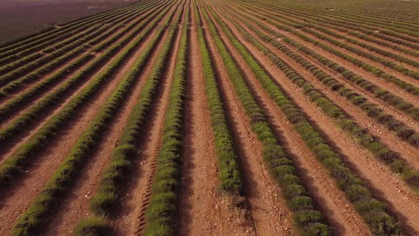 Rows of vineyard on field in countryside