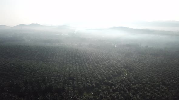 Fly over oil palm plantation in morning at Malaysia