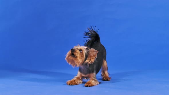 Portrait of an Aggressive Yorkshire Terrier in the Studio on a Blue Background