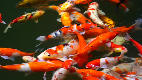 Koi or jinli or nishikigoi or brocaded carp fish in water gardens, Vietnam