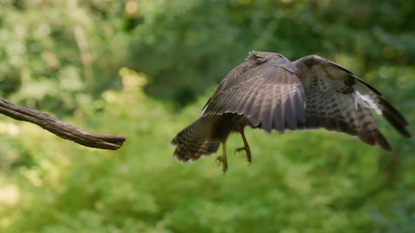 Common buzzard flies from perch on branch to land on grass; shallow focus