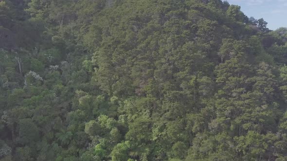 Rainforest aerial