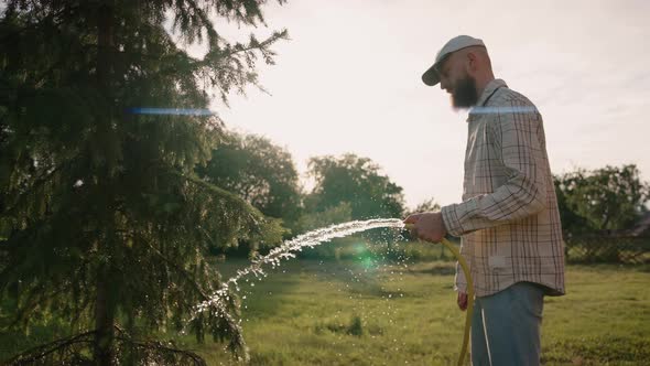 Man Waters Plants and Trees with a Hose at Summer Sunset in the Backyard