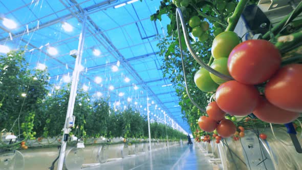 Red Ripe Tomatoes. Greenery Pathway with Rows of Tomatoes Alongside of It