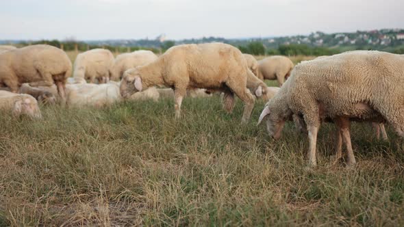 Concept Economics Agriculture Sheep Breeding