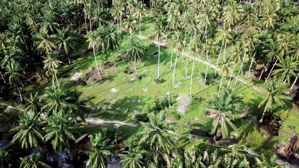 Coconut plantation in hot sunny day at Malaysia, Southeast Asia.