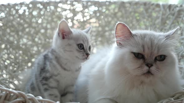 Cute Persian Cats Playing Toy On Chair