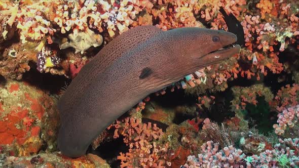 Giant Moray Eel close up on tropical coral reef