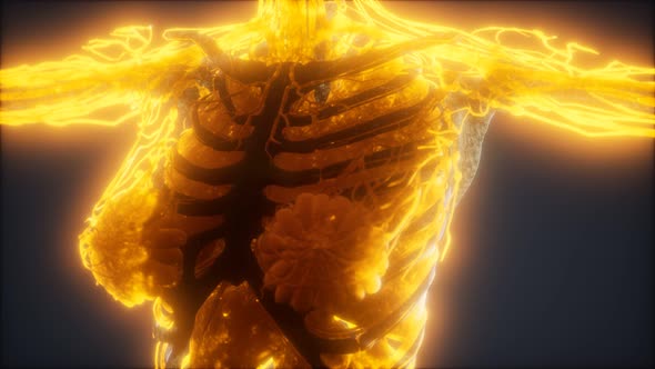 Colorful Human Body Animation Showing Bones and Organs alt