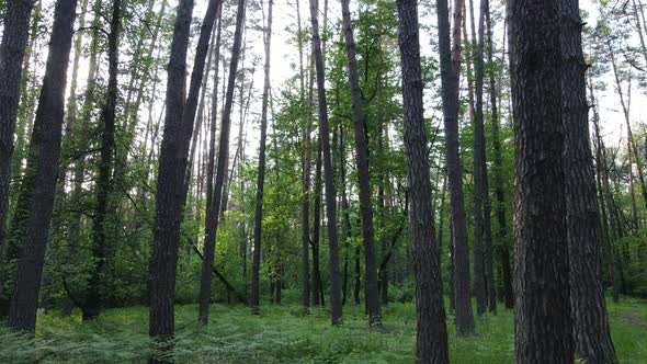 Summer Forest with Pine Trees Slow Motion