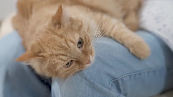 Cute Ginger Cat Is Lying on Woman Knees in Jeans. Fluffy Pet Is Dozing. Cozy Home.
