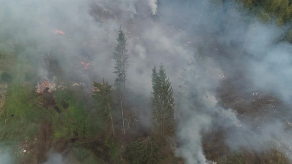 Deforestation, Forest From Height, Fog and Smoke, Flight Over Forest Cutting, Bonfires in the Forest