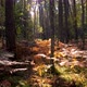 Autumn Forest With Ferns - VideoHive Item for Sale