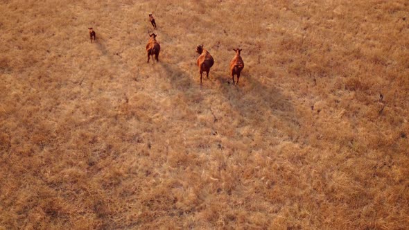 Following Aerial Shot of Cattle Running on a Pasture at Sunset in California