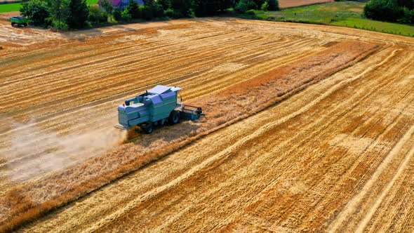 Combine harvesting golden ripe wheat field. Harvester working in field, aerial view