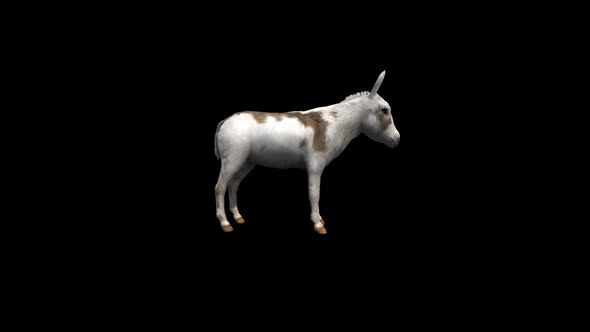 Donkey Idle Transparent Alpha Loop Animation