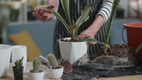 Close Up Of Woman'S Hands Holding Gardening Trowel And Planting At Home