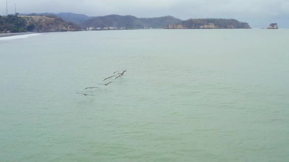 Following seven pelicans, Pelecanus occidentalis flying over the ocean