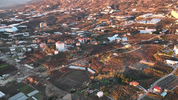 Dry Banana Plantations Aerial View 4 K Alanya Turkey