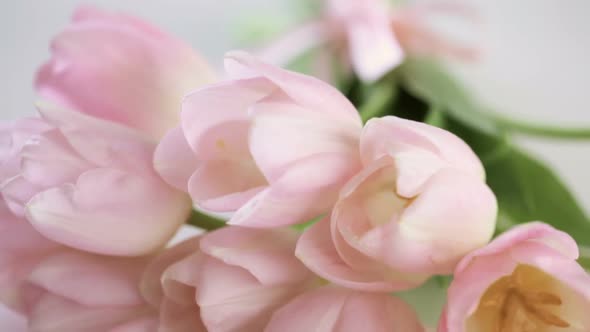 Light pink tulips on a white background