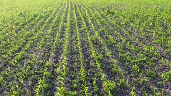 Young Green Corn, Maize Sprouts, Shoots, Planted in Rows in Field, Aerial View