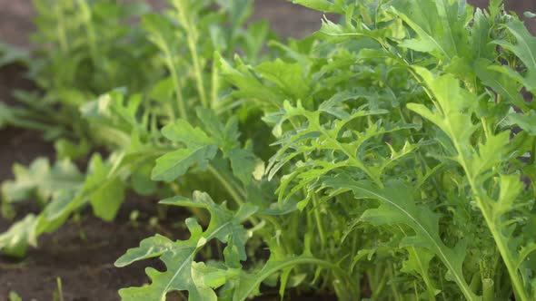 Growing Arugula.