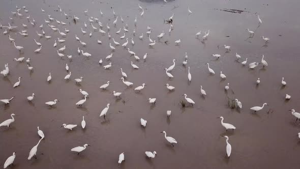 Fly over group of egret bird in paddy field 