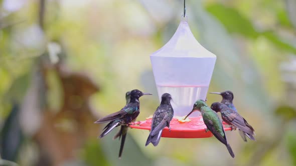 Many hunningbirds flying around and drinking water on a bird feeder in the Ecuador rainforest