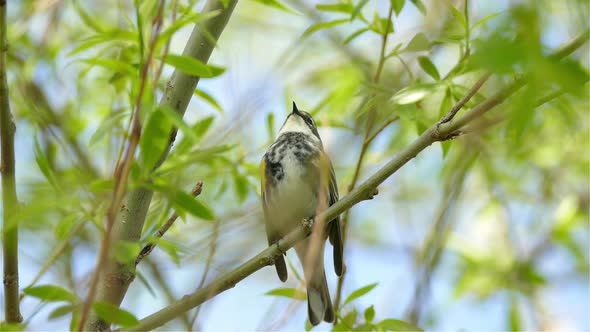 Yellow-rumped warbler (Setophaga coronata) in brushy habitat in Canada. North American migrating bir