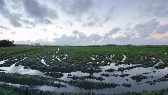 Timelapse spiral shape in the rice paddy field.