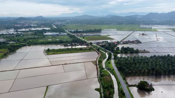 Aerial view water paddy field near Malaysia rural area