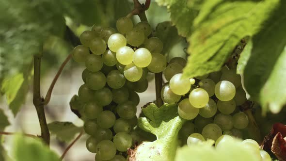 Ripe green grapes sit on the vines as the sun kisses them