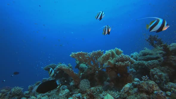 Tropical Underwater Fish Corals Reef