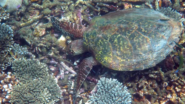 Hawksbill Sea Turtle Slowly Swimming in Blue Water Through Sunlight Try to Find Food on Coral Reef
