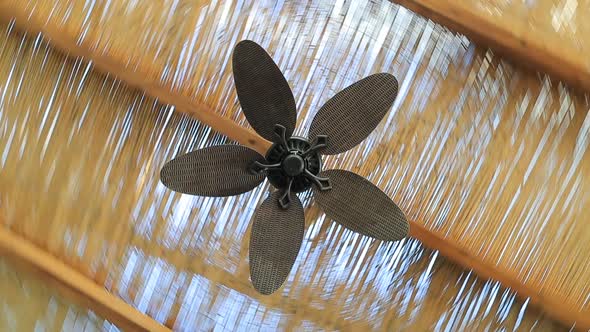 Tropical Ceiling Fan with Dolly Effect