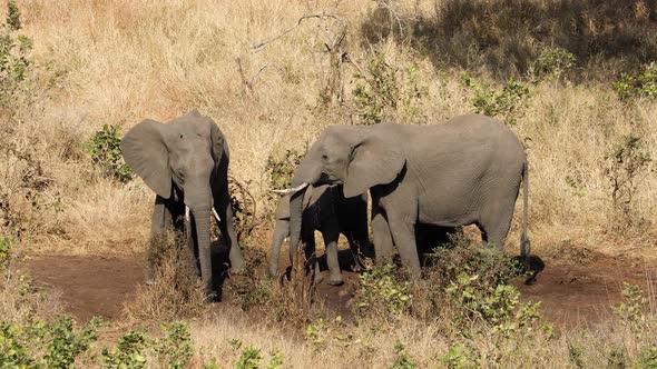 African Elephants Drinking Water - Kruger National Park