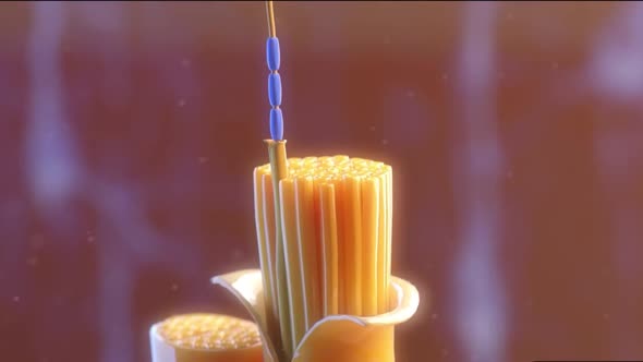 neurobiology, nervous system cells alt