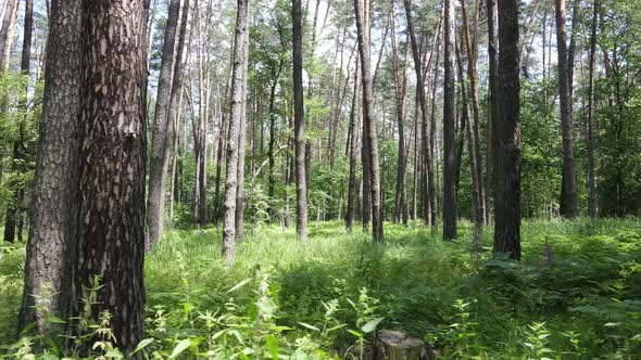 Trees in the Forest By Summer Day