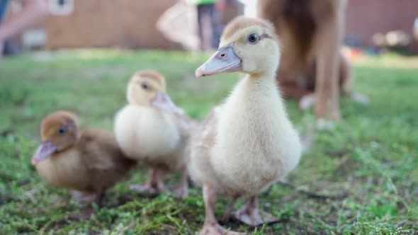 Cute Little Ducklings Close Up Walking in Yard on Farm and Shepherd Dog Watched on Background