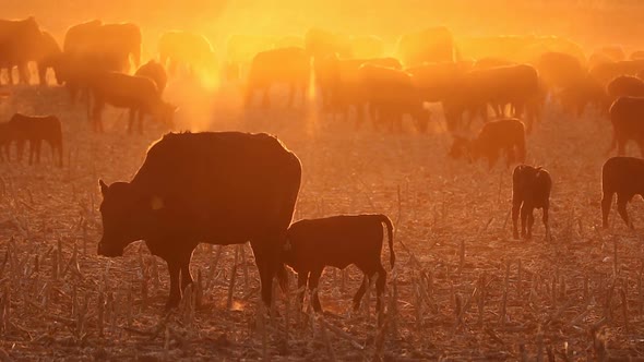 Cattle In Dust At Sunset