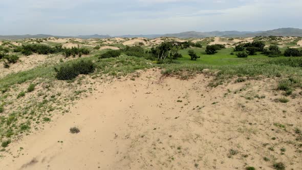 Desert Plants on Sand in Semi-Desert Dunes