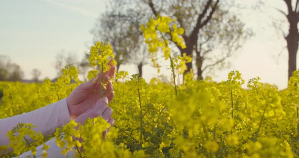 Female Farmer Examining Oilseed Rape Field