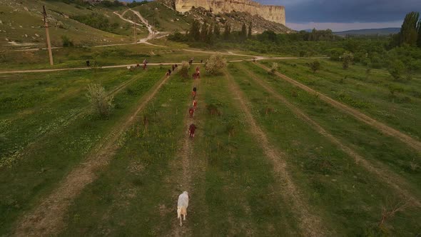 A Herd of Horses Moves Along a White Rocky Mountain at Sunset