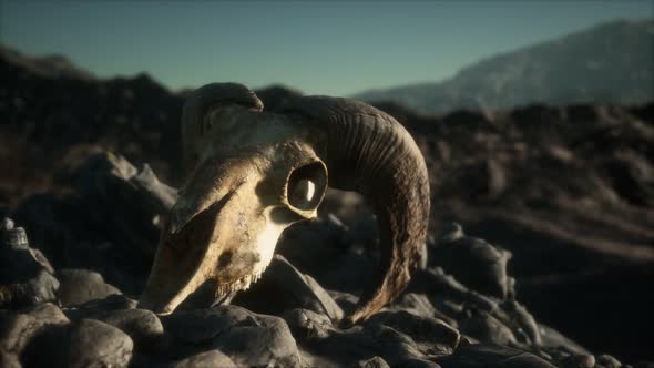 European Mouflon Ram Skull in Natural Conditions in Rocky Mountains