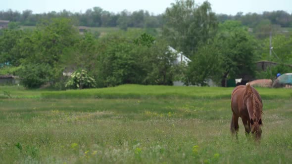 Amazing Brown Young Horse Graze on the Green Field Near Farm in Sunny Summer Day. It Eats Grass