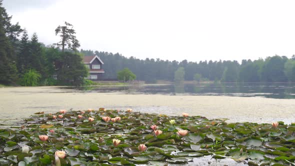 Lotus flowers on the lake.