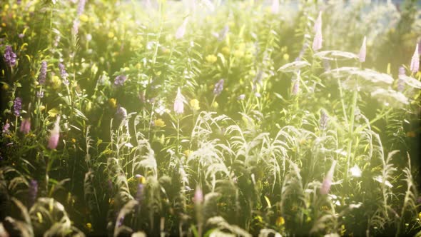 Wild Flowers in the Field