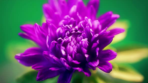 Time Lapse of Blue Violet Aster Flower Opening Its Blossom Germination Spring Time Process