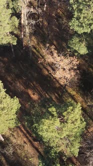 Vertical Video of a Beautiful Forest in the Afternoon Aerial View