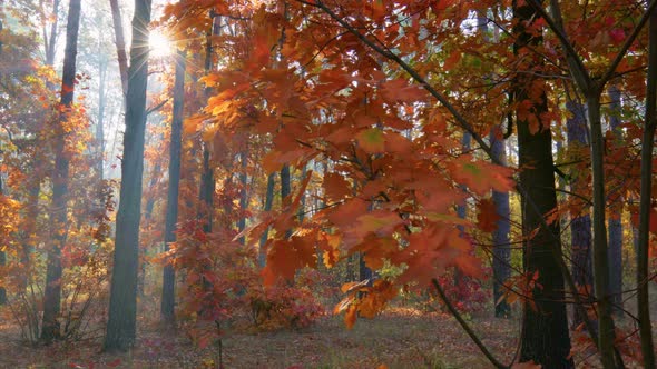 Steadicam Shot of Beautiful Autumn Forest at Sunrise. Sun Breaks Through the Autumn Red and Orange